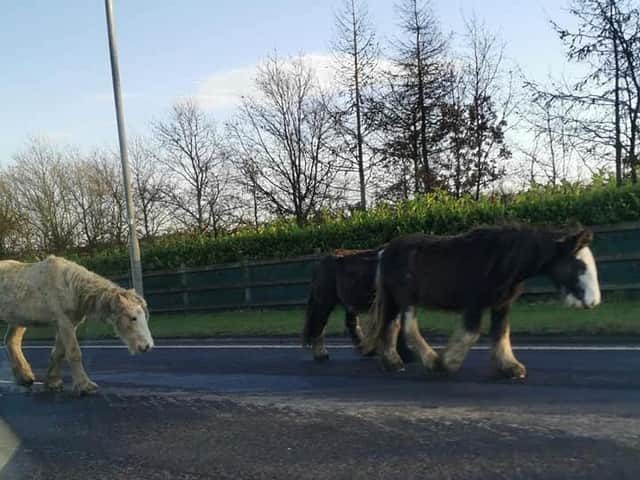 Horses blocking the road in Gildersome. Photo provided by Bethany Healey.