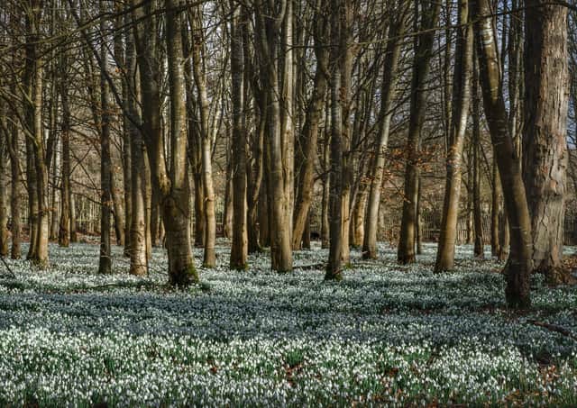 Welford Park, the setting for the Great British Bake off, is famed for its snowdrop display. Picture: Julie Skelton.