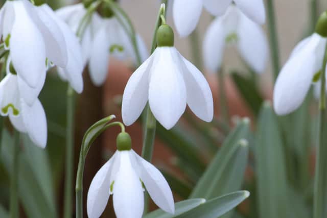 A portrait-shaped picture of snowdrops by Leigh Clapp.