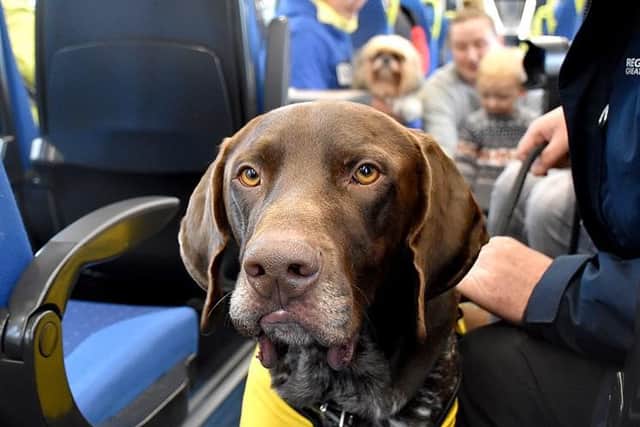 One of the Labradors from Pets As Therapy on a Northern train. Northern is bringing ten dogs to Leeds Station on Blue Monday.