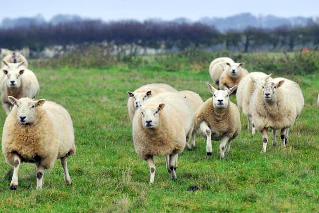 Sheep have been seen near the line.