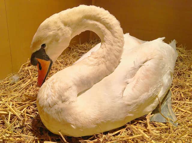 The swan split part of her beak and was left with leg wounds after the incident. Credit: Yorkshire Swan & Wildlife Rescue Hospital