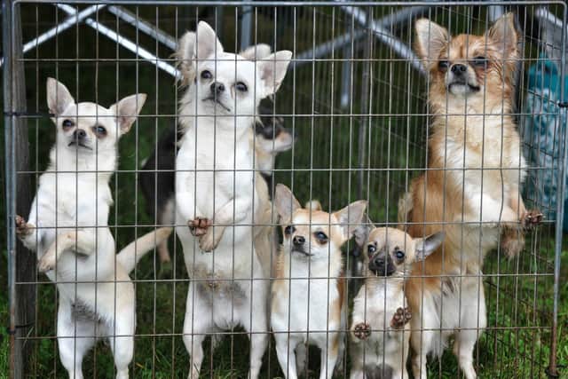 According to figures released in a Freedom of Information request, 171 dogs were stolen in Leeds last year.