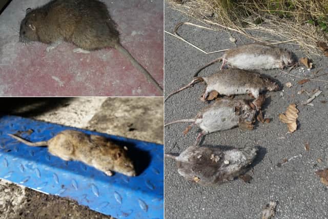 Pest controller Warren Peaker says rat infestation in Leeds is at an 'unprecedented' level
