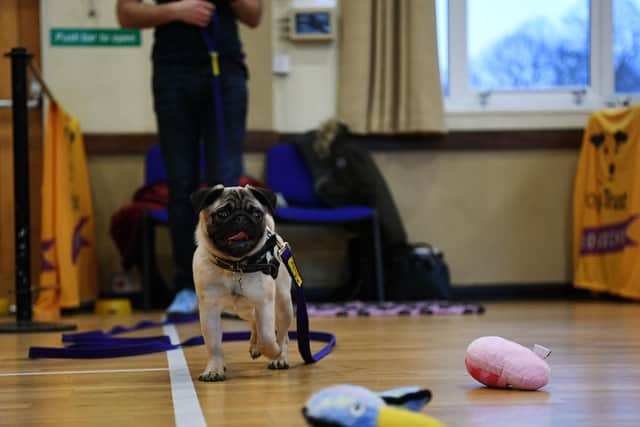 Clyde the pug in action at Leeds Dogs Trust Dogs School classes in Pool-in-Wharfedale