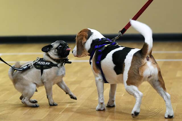 Clyde and Leia at puppy training classes in Pool-in-Wharfedale.