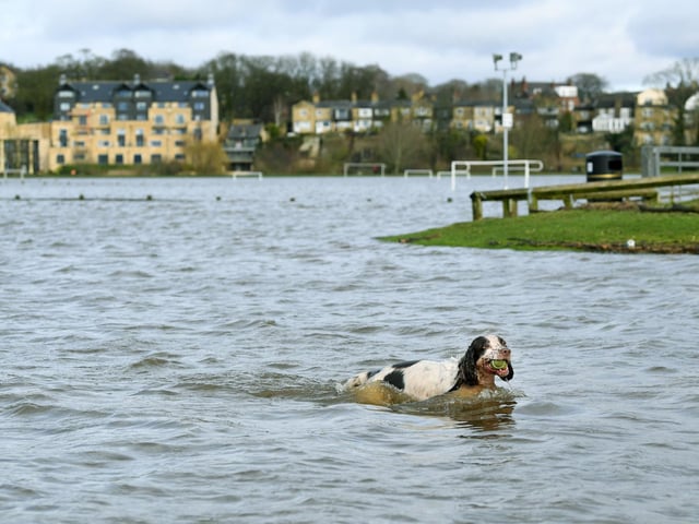 A dog plays in the flooded Wetherby Ings sports pitches.