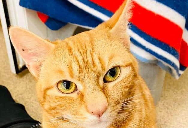 Little Goldie has cancer of the nose and there is no veterinary treatment available. She is looking for a new home where she spend the rest of her life. Photos provided by RSPCA Leeds, Wakefield & District Branch: Animal Centre.