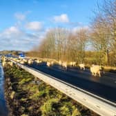 The stray flock of sheep on the A64 near Tadcaster. Credit: NYP