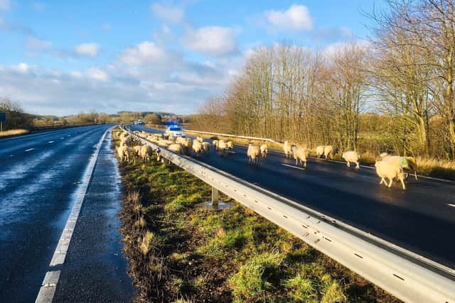 The stray flock of sheep on the A64 near Tadcaster. Credit: NYP