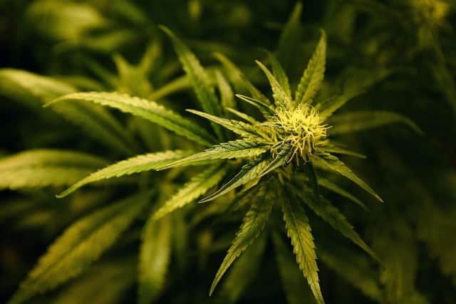 Police found 171 cannabis plants being grown at the flat in Bramley. Picture: Gareth Fuller/PA Wire