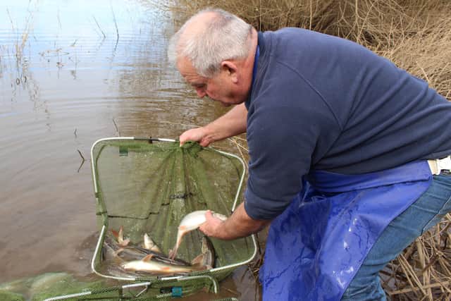 Carpvale Fisheries boss Kevin Whincup prepares to release the next phase of stunning barbel to the Leeds controlled waters at Linton on Ouse.