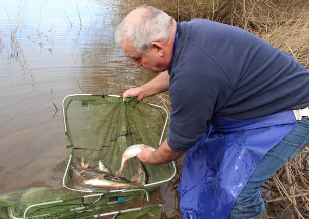 Carpvale Fisheries boss Kevin Whincup prepares to release the next phase of stunning barbel to the Leeds controlled waters at Linton on Ouse.