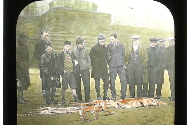 Giant squid on Scarborough beach