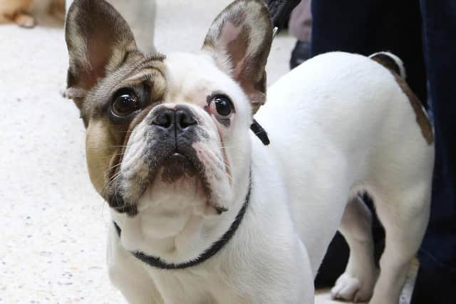 Jordan Smith will go on trial later this year at Leeds Crown Court accused of robbing a man of his French bulldog. Image: PA stock image