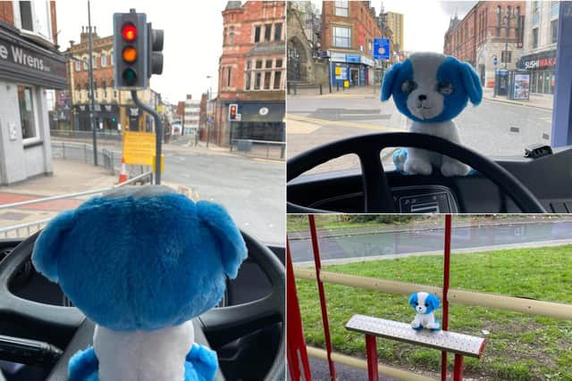 BUSter the dog on his grand tour of Leeds