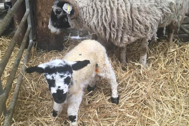 The little lamb has been called Zoom after being born while the farmer was on video chat to her friends.