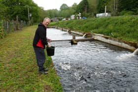 Paul Clark feeds thousands of hungry trout at Farnley Fish Farm. Carp are equally dependent without anglers baits. Picture: Steve Fearnley.