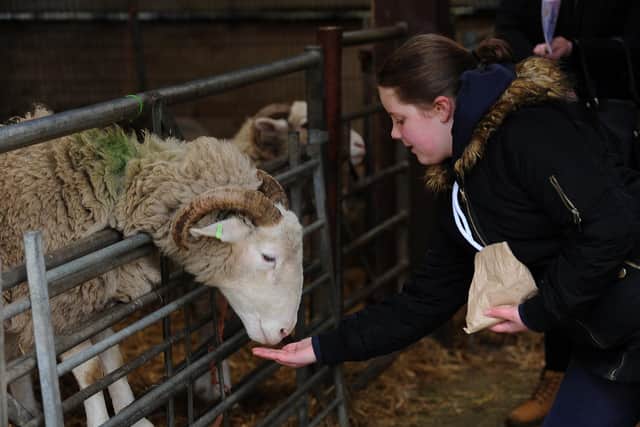 Jessica Mae Whiteley feeds the sheep at Meanwood Valley UIrban Farm's Easter Eggstravaganza in 2018 (picture: Scott Merrylees).