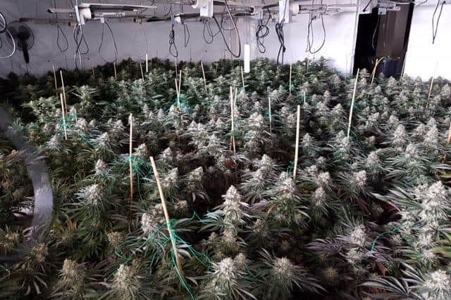 More than 1,000 plants were found in the Daisy Hill building (photo: @WYP Dewsbury).