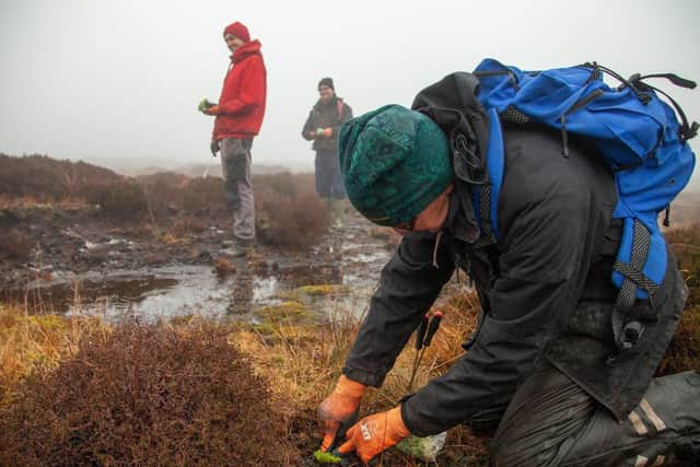 Sphagnum moss being planted on Marsden Moor. Photo: National Trust.