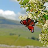 A peacock butterfly on blossom. Picture: Tony Johnson.