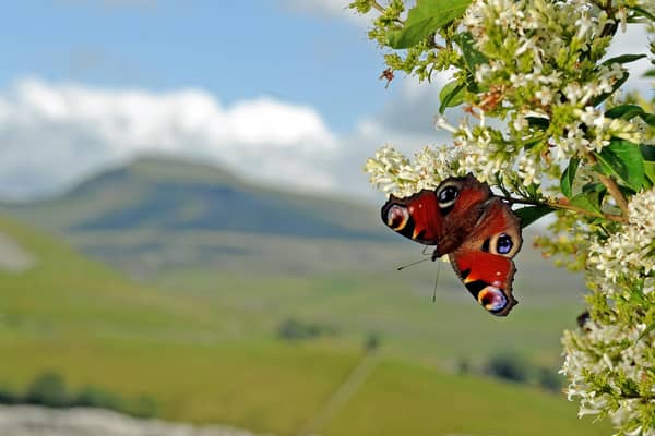 A peacock butterfly on blossom. Picture: Tony Johnson.
