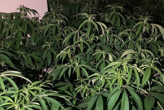 The cannabis farm in Beeston (photo: West Yorkshire Police).