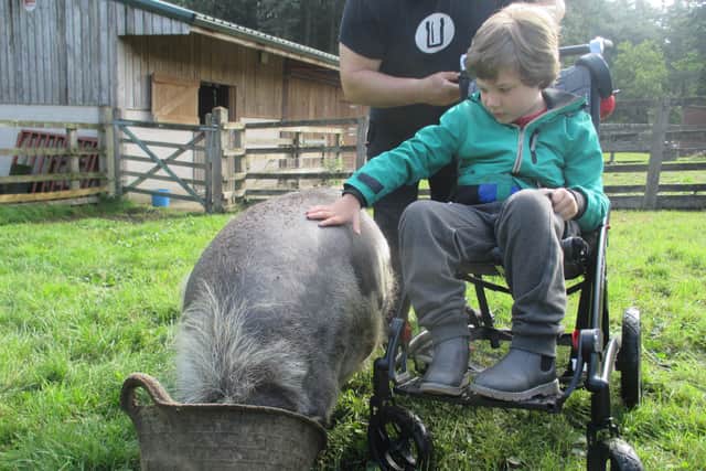 A youngster pets a pig during one of ASAS’s trips out. The charity is looking forward to resuming such outings once it’s safe.