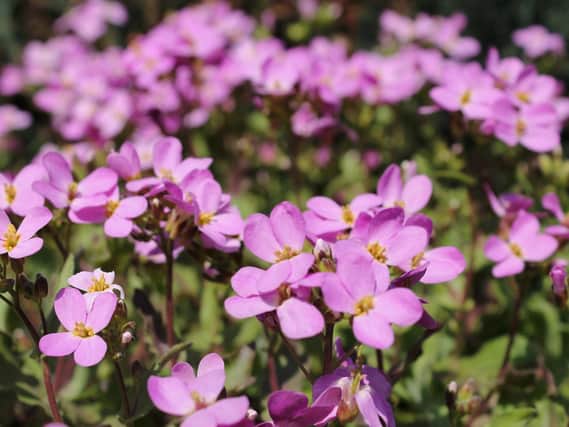 It's a good time to trim back plants like aubrieta. (Dave Overend).