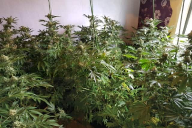 A cannabis farm found by police officers on Sunday, May 10. Photo: West Yorkshire Police Bradford East.