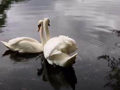 The swan pair being reunited (photo and video: Yorkshire Swan and Wildlife Rescue Hospital)
