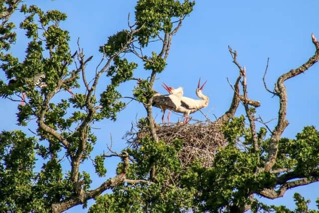 Observers watched as the parents incubated the nest of five eggs located in an oak tree.