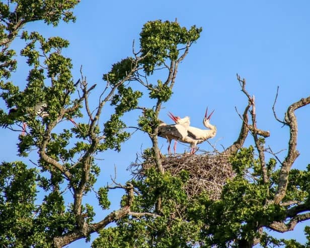Observers watched as the parents incubated the nest of five eggs located in an oak tree.