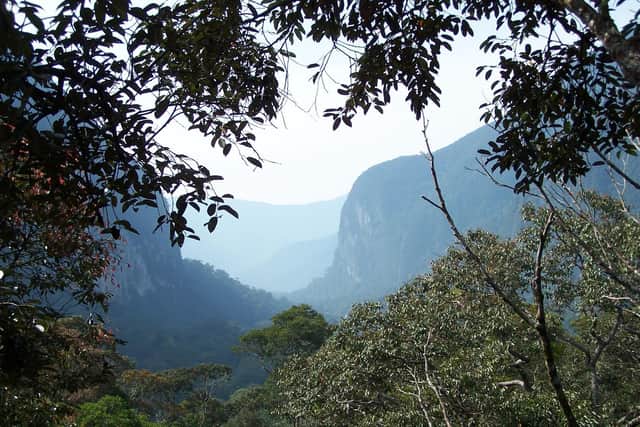 Pictured, rainforests in Sarawak, Boreno. The international research team measured over half a million trees in 813forestsacross the tropics. Photo credit: other.