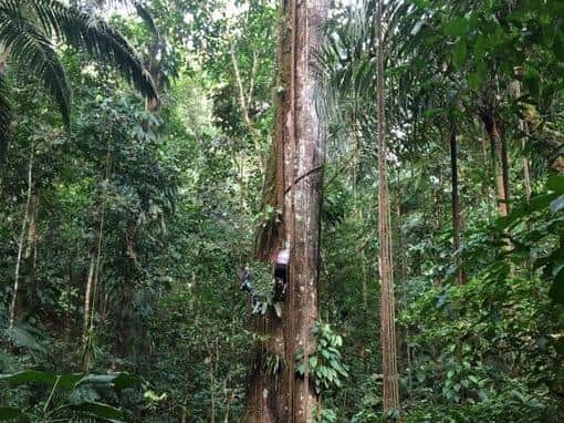 Pictured, a giant Ceiba tree, Colombia. The international research team assessed how much carbon is stored byforestsgrowing under different climatic conditions today. Photo credit: other