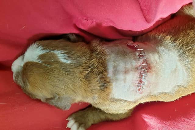 The puppy had a large slash-wound to her shoulder-area