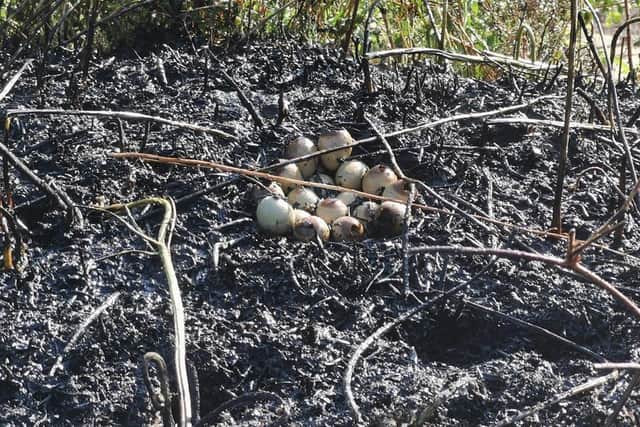 West Yorkshire Fire said a birds nest was found among the ashes of a fire at Digeley reservoir started by a disposable barbecue last weekend. Picture: WYFRS