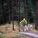 Sled dog racing in Dalby Forest