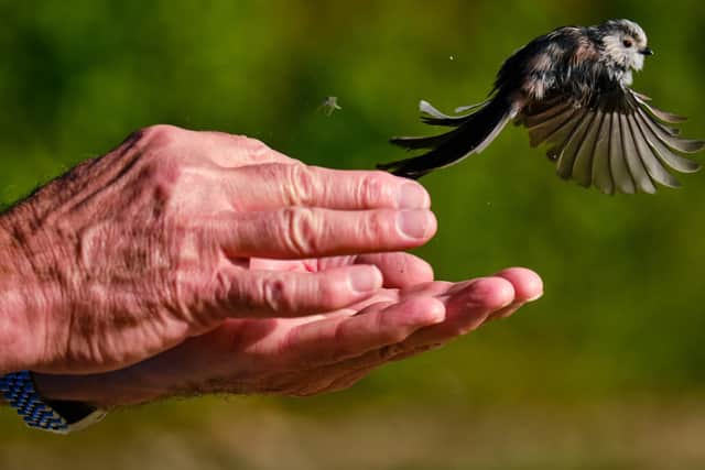 A long-tailed tit is released after being ringed, weighed and logged in Dalby Forest