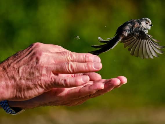A long-tailed tit is released after being ringed, weighed and logged in Dalby Forest