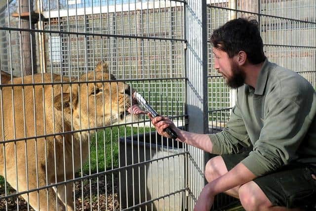 Animal Ranger Adam Spencer feeds Crystal the Lion at the park