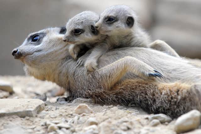 Meerkats with babies in Tropical World , Roundhay Park. Photo: Steve Riding.