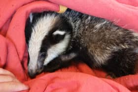 High Peak Badger Group