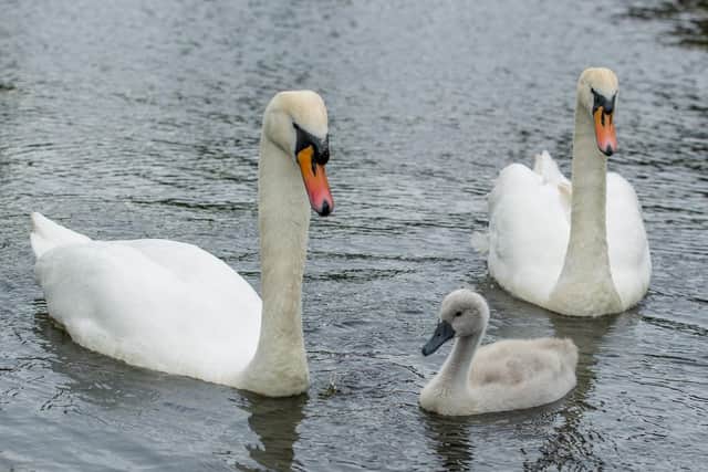 Swans and a cygnet.