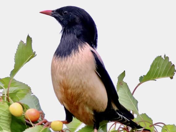 The rosy starling. PIC: Brian Hughes / SWNS