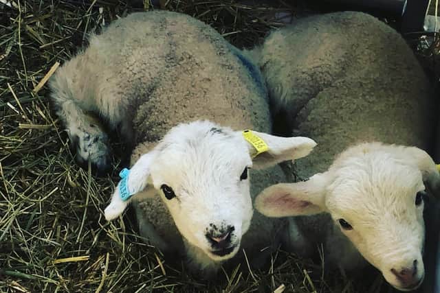 The farm was busy with lambing this Spring when 32 lambs were born, including twins.