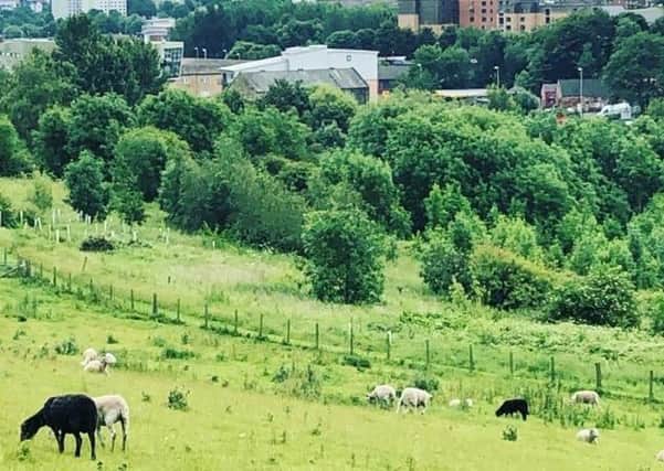 Meanwood Valley Urban Farm is a 24 acre ‘green oasis’ on the outskirts of Leeds City Centre.