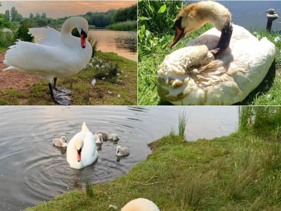 The swan was saved 10 years ago in South Yorkshire by The Yorkshire Swan Hospital