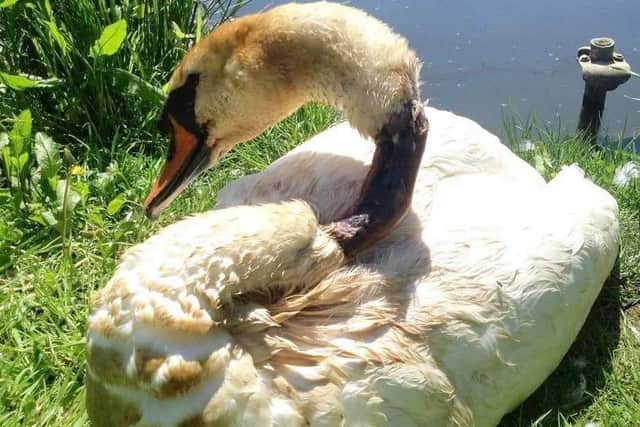 The swan was saved 10 years ago in South Yorkshire by The Yorkshire Swan Hospital